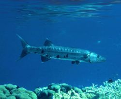 'GIANT Barracuda' ...... in the shallows.
Enjoy! by Rick Tegeler 
